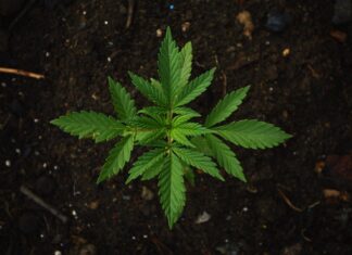 Cannabis: oltre 180 in digiuno per Walter De Benedetto, malato sotto inchiesta per aver coltivato la cannabis per curarsi