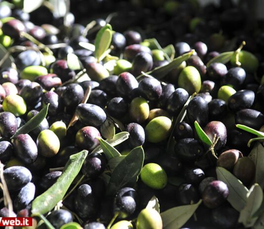 Olivicoltura, spostamenti da e per i frantoi oltre le 22 ma solo per soggetti professionali