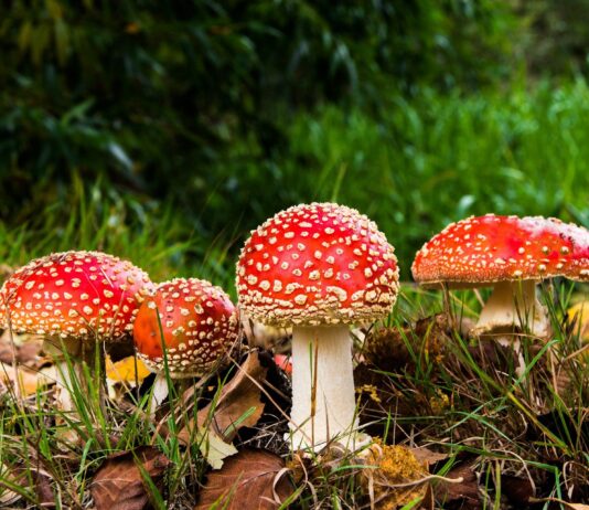 50 persone intossicate da funghi