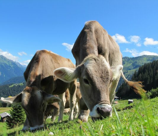 Agrobiodiversità, Saccardi: “Uno studio per la banca del germoplasma bovino”
