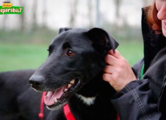 Dal 1 luglio riapre lo sgambatoio di Sansepolcro