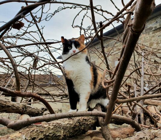 Venticinque gatti da salvare ad Anghiari