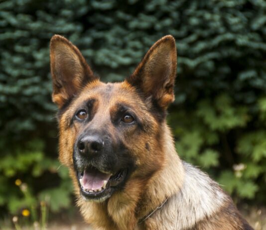 Scuola nazionale cani guida, open day per conoscere le attività di un’eccellenza toscana