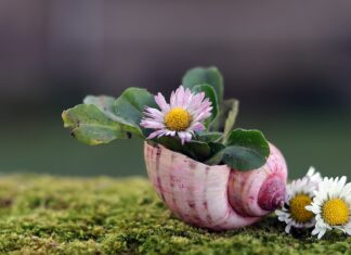 Pillole settimanali per un risveglio consapevole