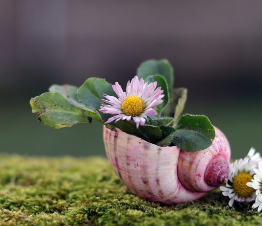 Pillole settimanali per un risveglio consapevole