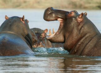 Un ippopotamo inghiotte un bambino di 2 anni: è vivo