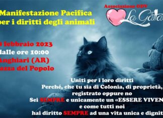 Una ventina di gatti rischiano la strada: ad Anghiari la manifestazione dell’associazione “La Gattara”