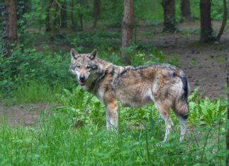 C’è emergenza lupo o si fa allarmismo? Qualche dato sulla situazione