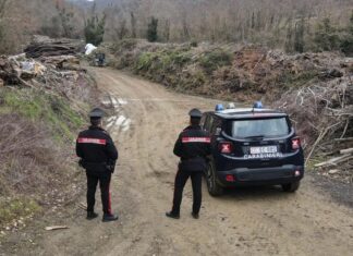 Producevano cippato fake e lo rivendevano come biomassa di pregio: coinvolte 13 imprese