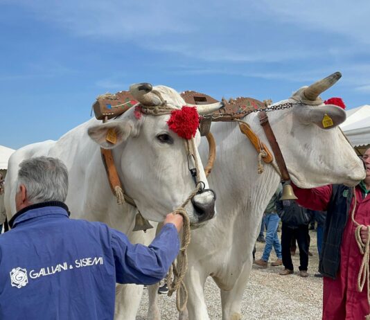Cortona, è tutto pronto per la nuova edizione della Mostra dei bovini di razza Chianina