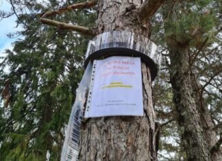 Sansepolcro, interventi per la rimozione dei nidi delle processionarie