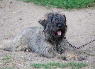 Rischio incendi, vietato tenere cani alla catena: ordinanza del presidente della Regione