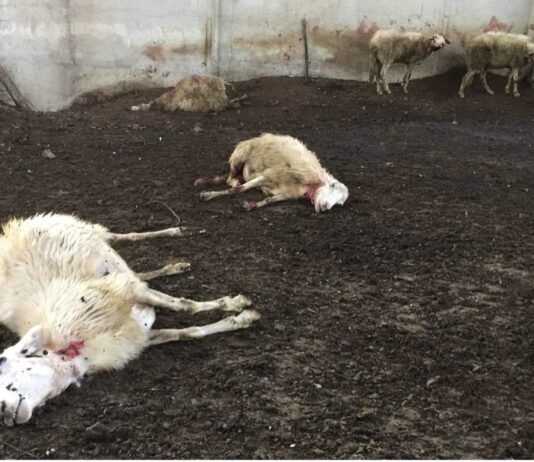 Comitato Emergenza lupo Arezzo e Comitato Pastori d’Italia