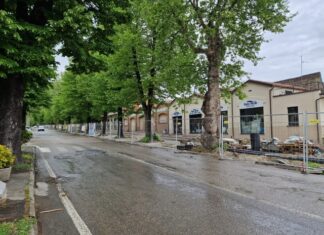 Riqualificazione urbana: la situazione delle alberature in Viale Vittorio Veneto