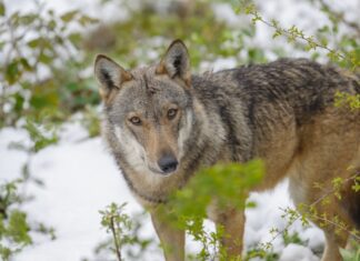 Il Cai di Arezzo presenta la mostra sui grandi carnivori