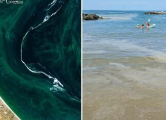 Ferragosto con mucillagini nel Mar Adriatico, l’esperta: “Scavallato il peggio”