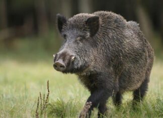 40enne ferito da un cinghiale nei boschi di Caprese Michelangelo