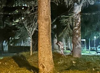 Continuano gli attacchi dei lupi in Valtiberina