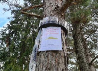 Interventi di rimozione dei nidi di processionaria e installazione di trappole per la prevenzione