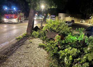Sansepolcro, alberi abbattuti per il forte vento nella notte
