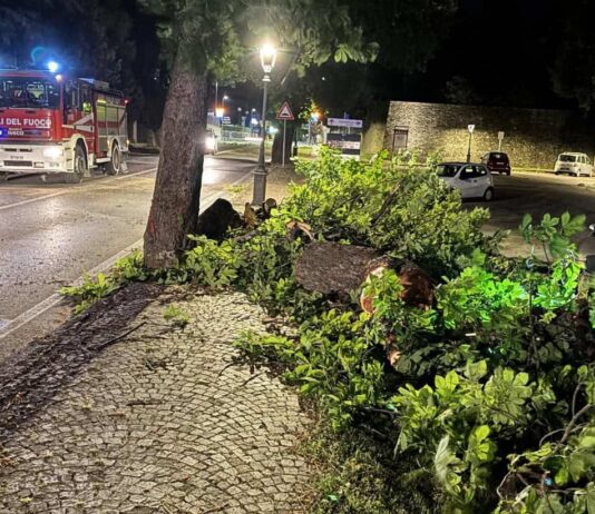 Sansepolcro, alberi abbattuti per il forte vento nella notte