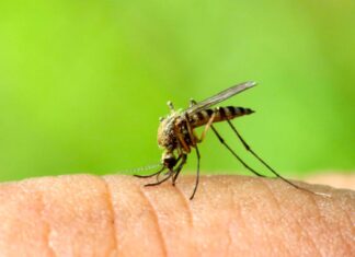 Zanzare, al via la campagna comunale di trattamenti larvicidi