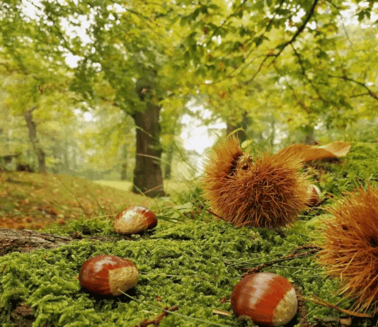 Tutto pronto per la Festa della Castagna di Caprese Michelangelo
