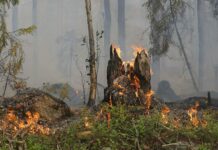 Dal 13 giugno scatta in Toscana il periodo a rischio incendi boschivi