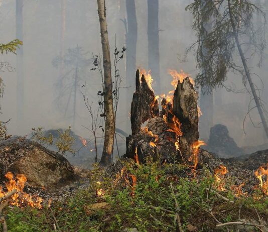 Dal 13 giugno scatta in Toscana il periodo a rischio incendi boschivi