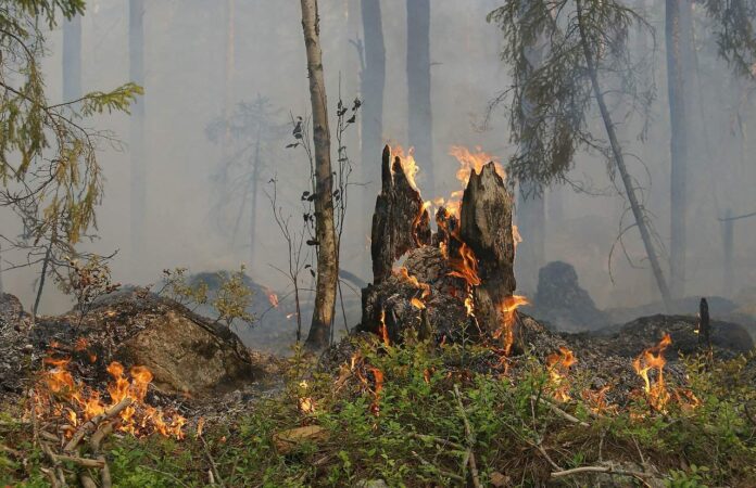 Fuoco-incendio-bosco-fiamme.jpg