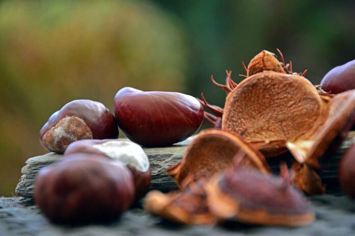 Castagne.jpg
