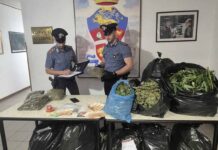 Sansepolcro: coltivavano marijuana nel giardino condominiale
